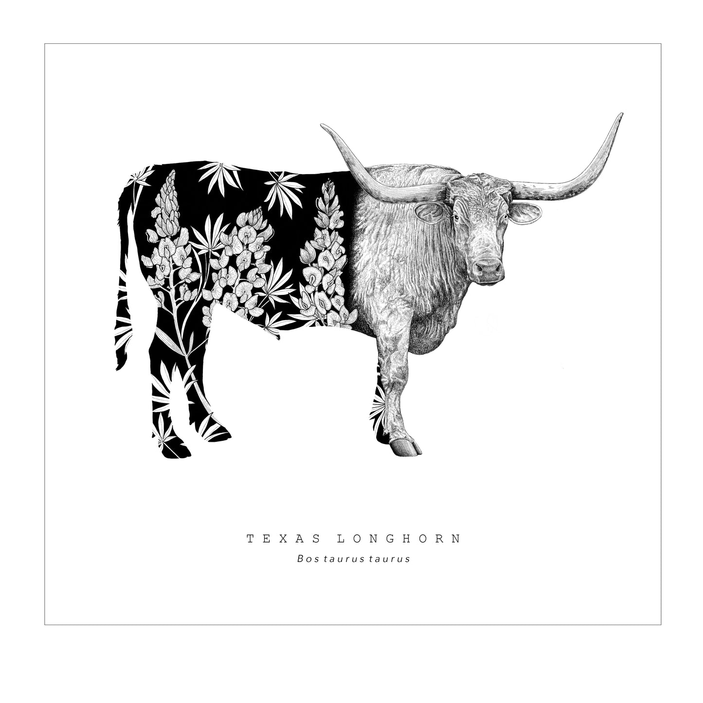 Sacred Giants: Longhorn (print)