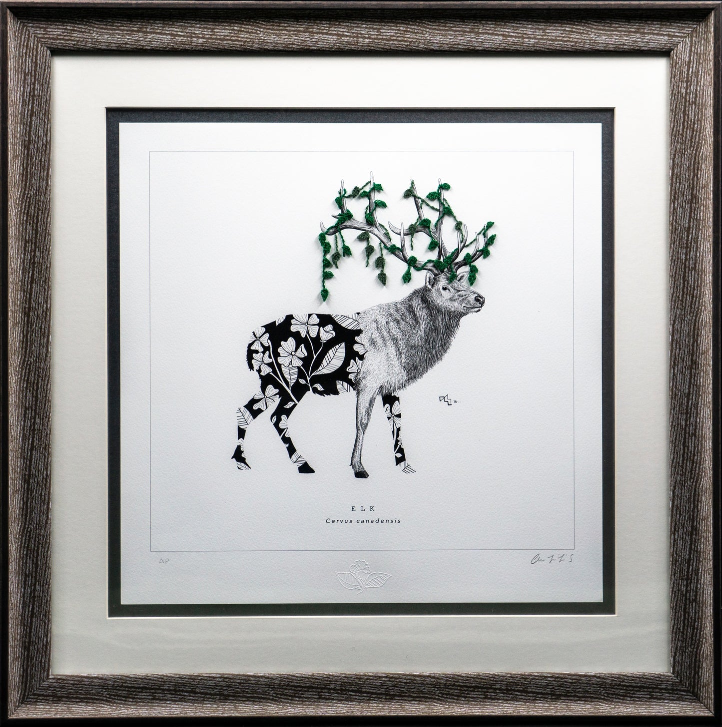 Wild Strings: Elk