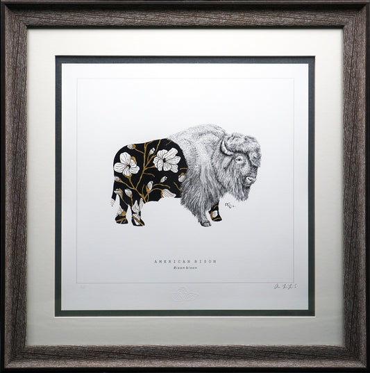 Wild Strings: Bison