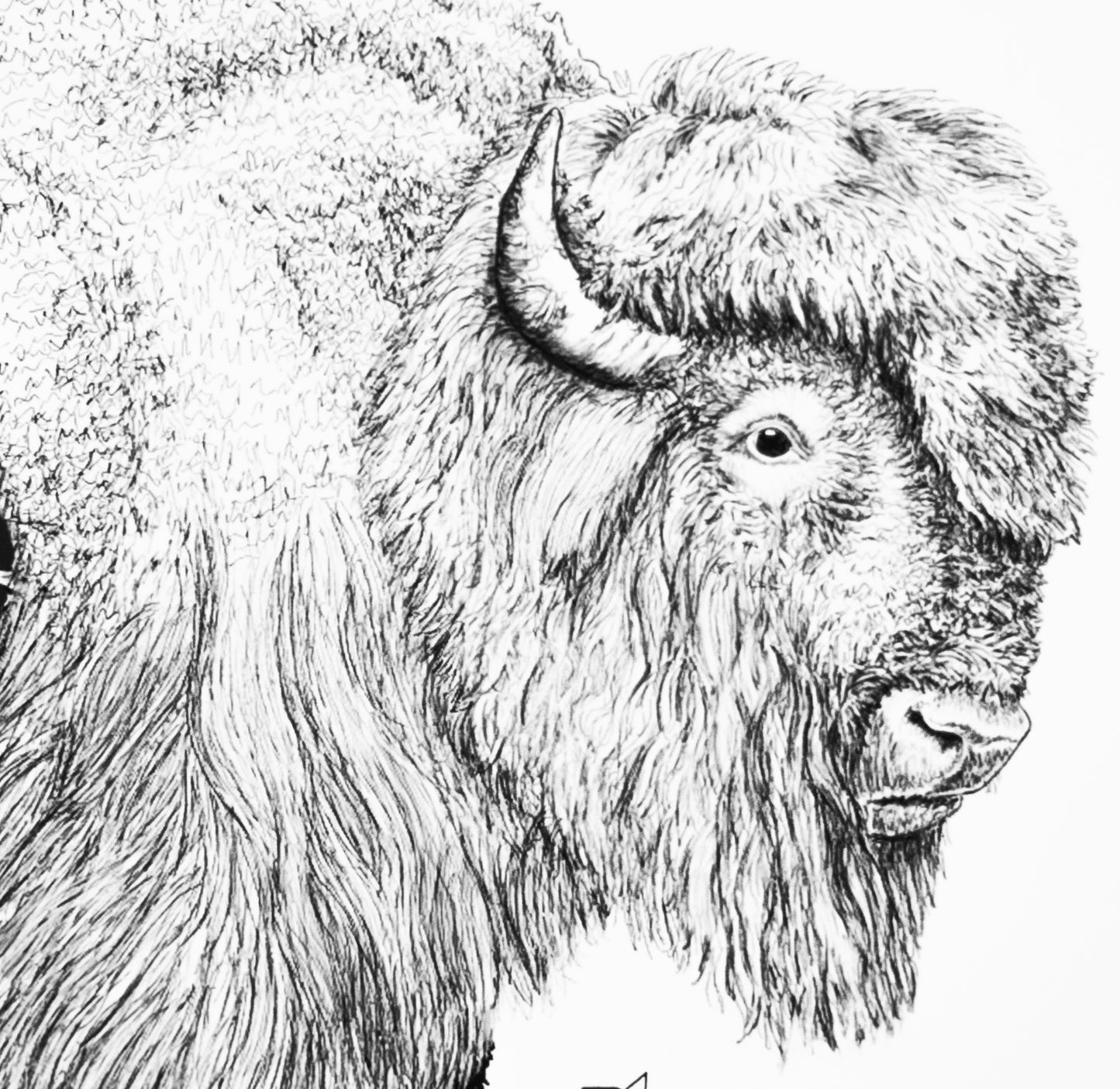 Sacred Giants: Bison (print)
